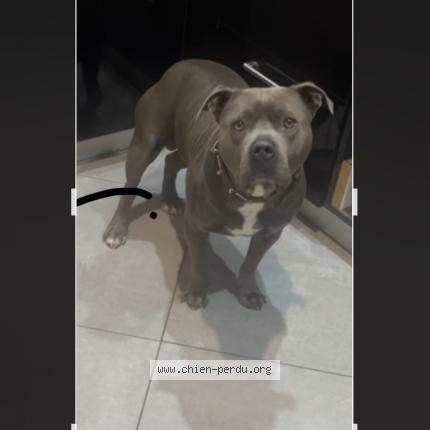 Photo de chien perdu à Capian