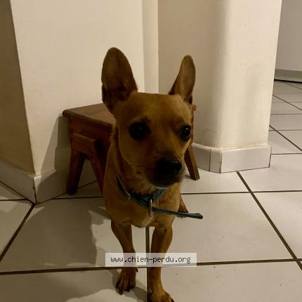 Photo de chien trouvé à Eyguieres