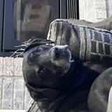 Photo de chien perdu à Kansas City