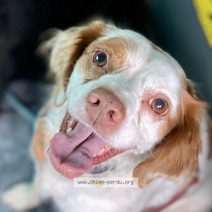Photo de chien perdu à Bonascre
