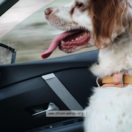 Photo 2/2 Chien retrouvé Perdu à Bonascre