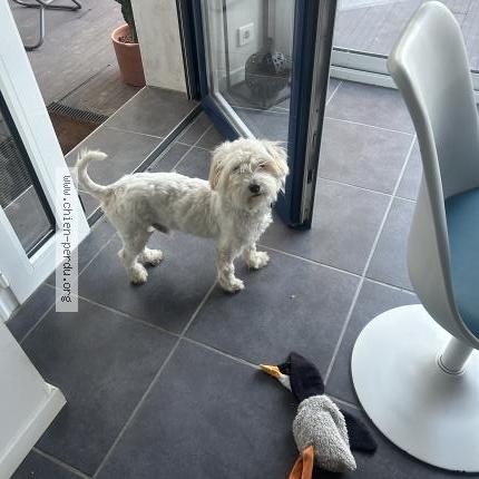 Photo 1/1 Chien retrouvé Perdu à Le perray en yvelines