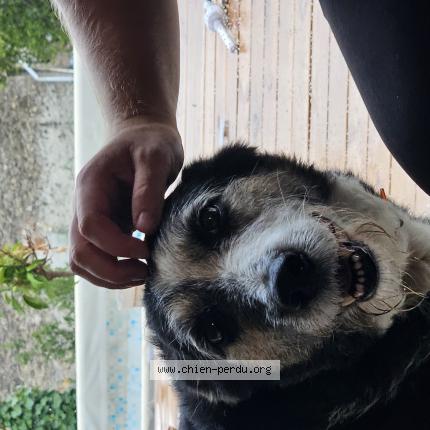 Photo de chien trouvé à Tressan