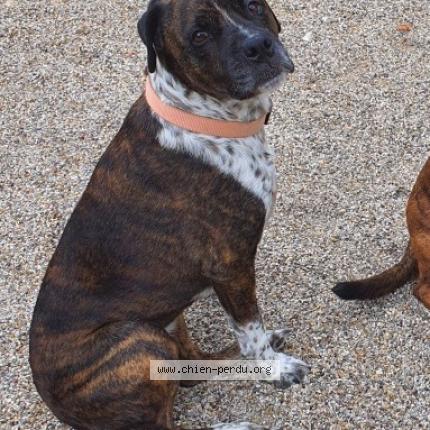 Photo 1/1 Chien retrouvé Perdu à Claix