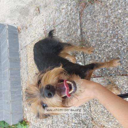 Photo 1/1 Chien retrouvé Trouvé à France