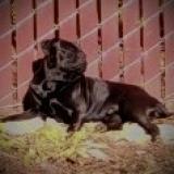 Photo de chien perdu à Portland