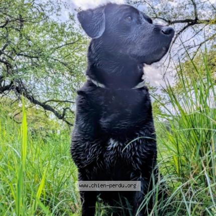 Photo 1/1 Chien retrouvé Perdu à Cavaillon