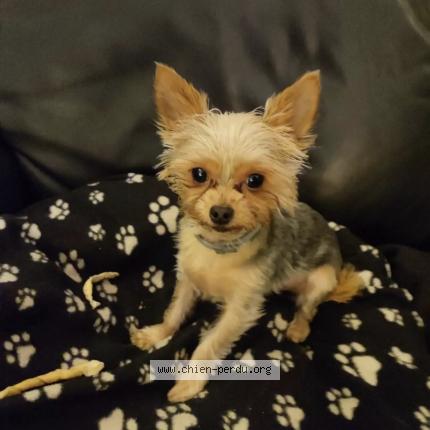 Photo de chien perdu à Valence