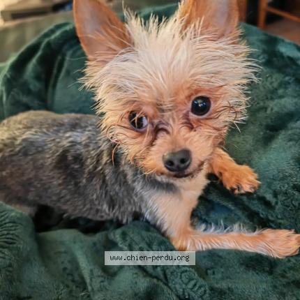 Photo 2/4 Chien retrouvé Perdu à Valence
