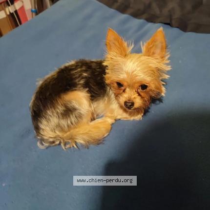 Photo 3/4 Chien retrouvé Perdu à Valence