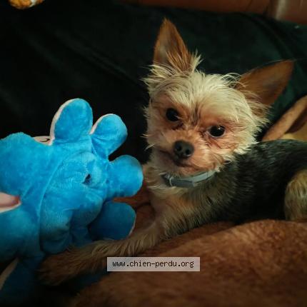 Photo 4/4 Chien retrouvé Perdu à Valence