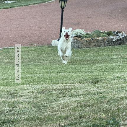 Photo de chien perdu à La Roche Sur Yon
