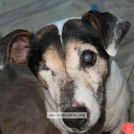 Photo de chien perdu à Athis Mons