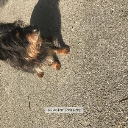 Photo de chien perdu à La Roquette Sur Siagne