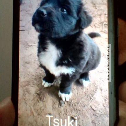 Photo 1/1 Chien retrouvé Perdu à Percy en normandie