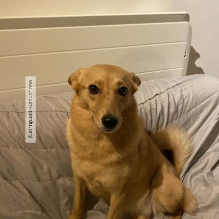 Photo 1/1 Chien retrouvé Perdu à Pompey