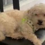 Photo de chien perdu à Ciudad De Guatemala