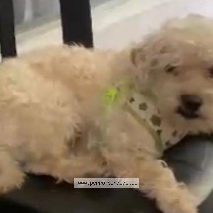 Photo 1/1 Toffie Chien perdu à Ciudad de guatemala