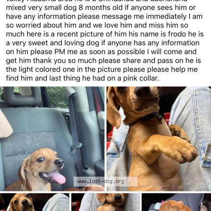 Photo 1/1 Frodo Chien perdu à Opelika