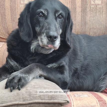 Photo de chien perdu à Villedieu La Blouere