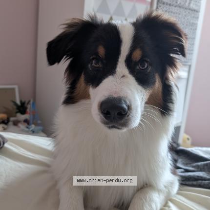 Photo 1/1 Chien retrouvé Perdu à Saint medard en jalles
