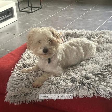 Photo 1/1 Chien retrouvé Perdu à Le perray en yvelines