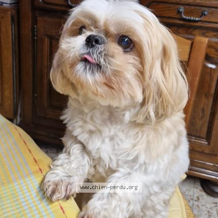 Photo 1/1 Chien retrouvé Perdu à Saint cyprien