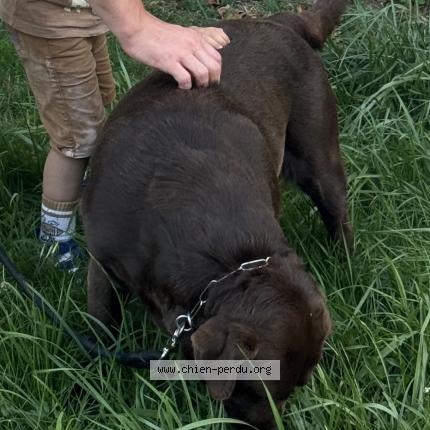 Photo de chien perdu à Noisy Le Grand