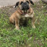 Photo de chien perdu à Houston