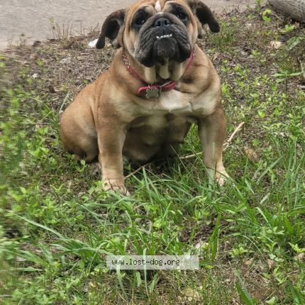 Photo 1/1 Mona Chien perdu à Houston