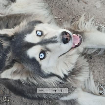 Photo 1/1 Alexa Chien perdu à Houston