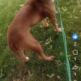 Photo de chien perdu à Vancouver