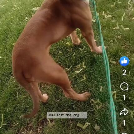 Photo 1/1 Raja Chien perdu à Vancouver