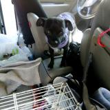 Photo de chien perdu à Rio Linda