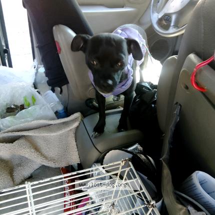 Photo 1/1 Little Chien perdu à Rio linda