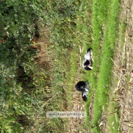Photo de chien trouvé à Mezieres Sur Couesnon