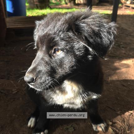 Photo 1/1 Chien retrouvé Perdu à Percy en normandie