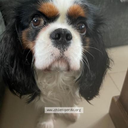 Photo 1/1 Chien retrouvé Perdu à Saint martin la garenne