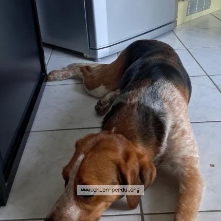 Photo 1/1 Chien retrouvé Perdu à Vion