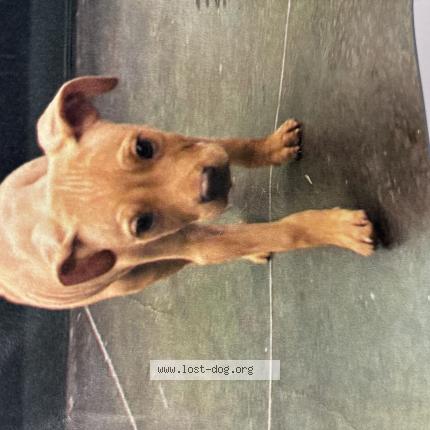 Photo 1/1 Bobbie Chien perdu à Oklahoma city