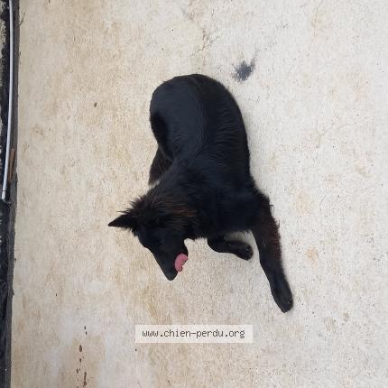 Photo de chien perdu à Rompon