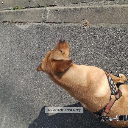 Photo 1/1 Chien retrouvé Perdu à Nezel 78410