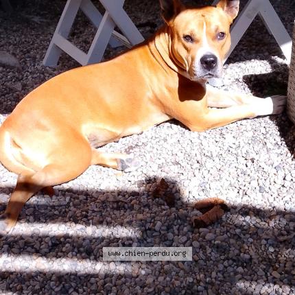 Photo 1/1 Chien retrouvé Perdu à Carentan les marais