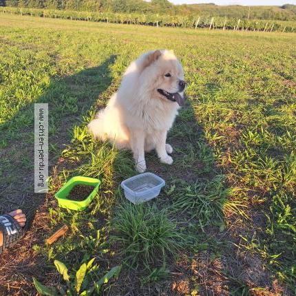 Photo 1/1 Chien trouvé Trouvé à Asnieres sur nouere