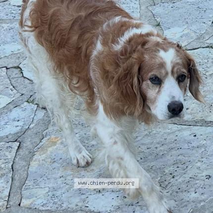 Photo de chien perdu à Le Bouscat