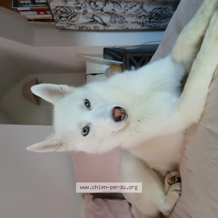 Photo 1/1 Chien retrouvé Perdu à Granville