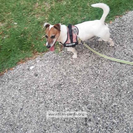 Photo de chien perdu à Jargeau