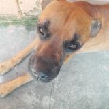 Photo de chien perdu à San Salvador