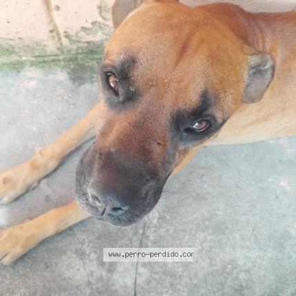 Photo 1/1 Coco Chien perdu à San salvador