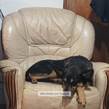 Photo 1/1 Chien retrouvé Perdu à Miribel lanchatre